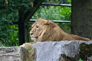 zoo